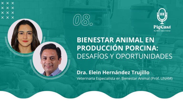 Veterinaria Especializada en Porcinos para Granjas