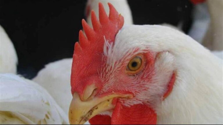 Gu&iacute;a Esencial del Protocolo Veterinario para Aves Dom&eacute;sticas