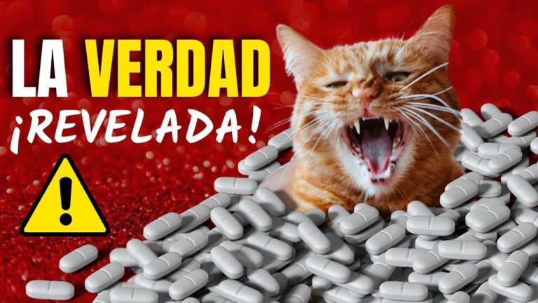 Consecuencias de No Desparacitar a las Mascotas