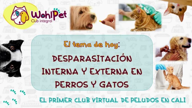 Desparasitaci&oacute;n Interna y Externa en Cachorros: Gu&iacute;a Esencial