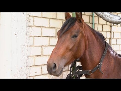 Bienestar Oral en Caballos: Claves para una Salud Equina &Oacute;ptima