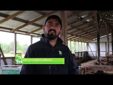 Mejorando la Salud Ovina en el Manejo de Ovejas