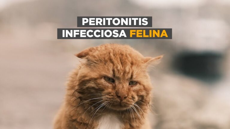 Causas Comunes de la Peritonitis en Gatos