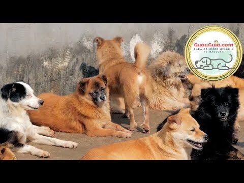Claves para una Adopci&oacute;n Familiar de Mascotas Exitosa