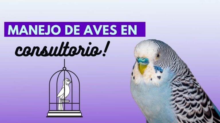 Gu&iacute;a de Consultas Veterinarias para Reptiles Dom&eacute;sticos