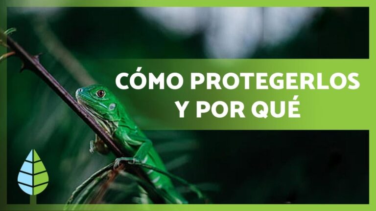 Conservaci&oacute;n de H&aacute;bitats: Clave para los Mam&iacute;feros Peque&ntilde;os
