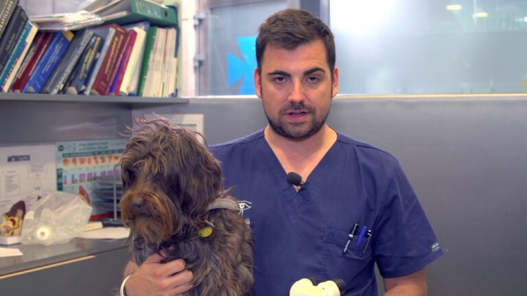 Avances en Cirug&iacute;as Oculares Especializadas para Animales