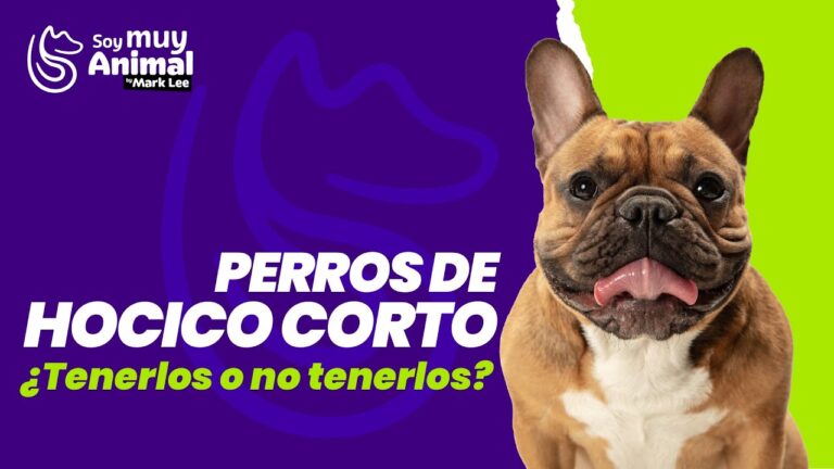 Gu&iacute;a completa: Entrevistas con veterinarios sobre la crianza de cachorros