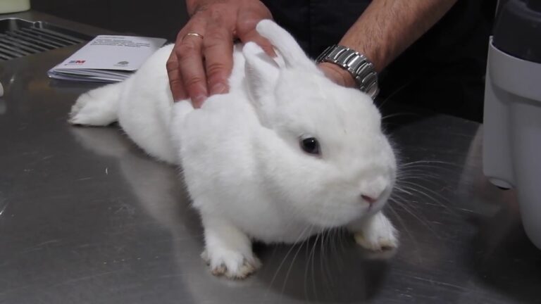 Salud Sangu&iacute;nea en Animales Ex&oacute;ticos