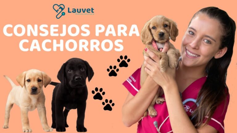 Cuidado y Cari&ntilde;o: Claves para Criar Cachorros en Casa