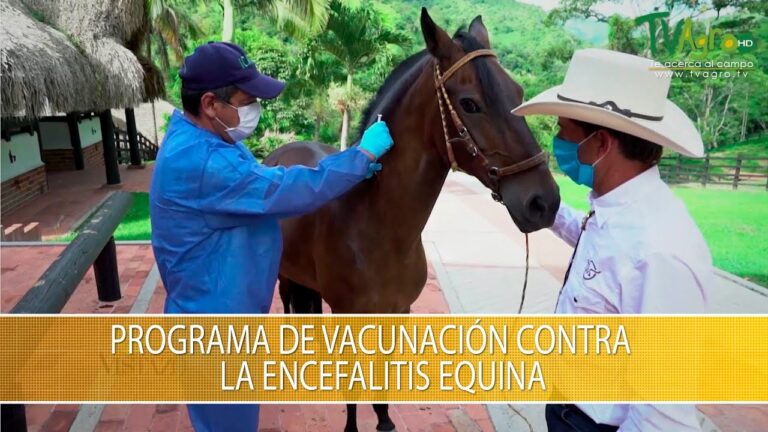 Estrategias Efectivas para la Vacunaci&oacute;n de Equinos contra Enfermedades Virales