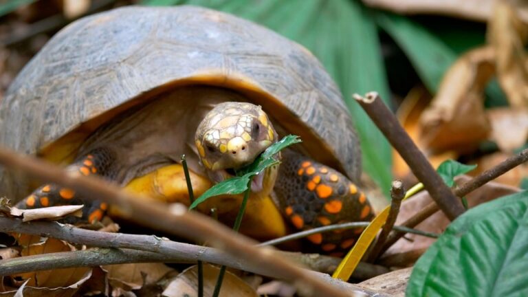 Protecci&oacute;n Legal de Animales Silvestres en Rehabilitaci&oacute;n