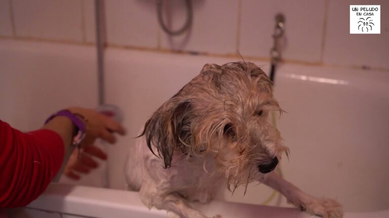 Gu&iacute;a de Conversaciones con Veterinarios Expertos en Cirug&iacute;as