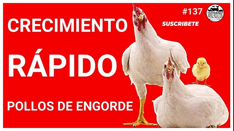 Gu&iacute;a para Elegir el Mejor Medicamento para Aves Mascotas