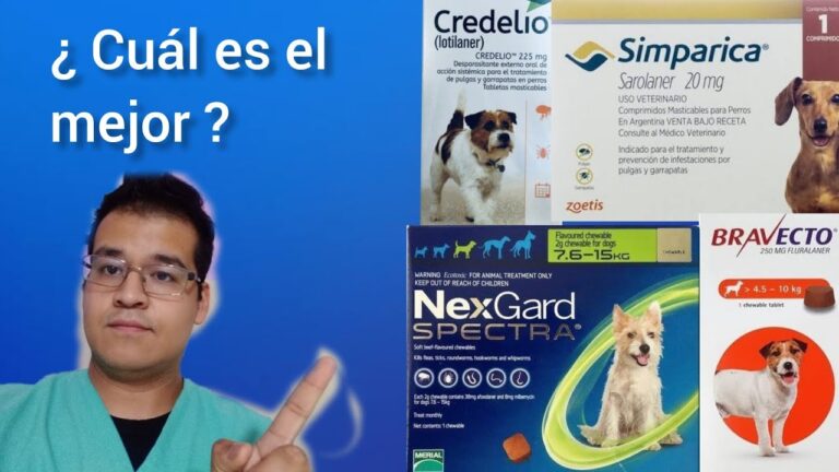 Prevenci&oacute;n Efectiva de Pulgas y Garrapatas: Consejos Veterinarios