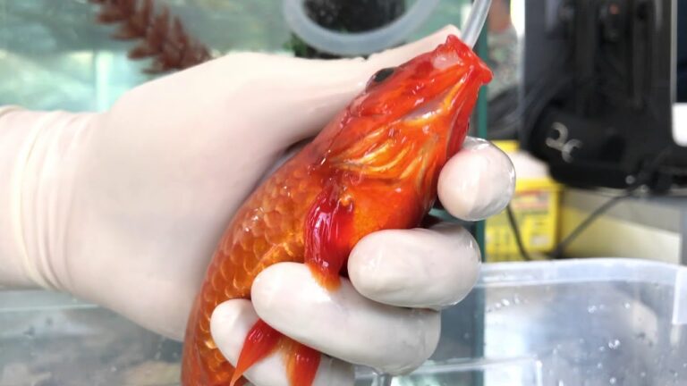 Veterinarios Especializados en el Cuidado de Peces