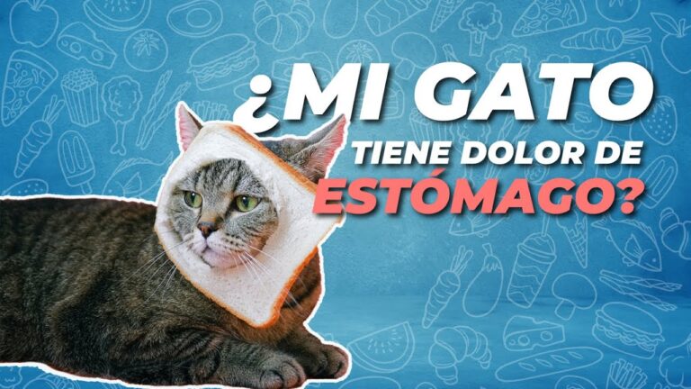 Prevenci&oacute;n y Manejo de Enfermedades Abdominales en Gatos