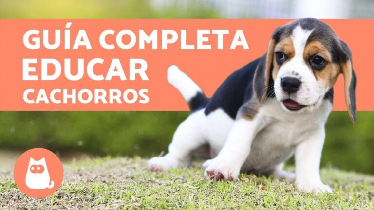 Consejos Efectivos para Ense&ntilde;ar Higiene a tu Mascota