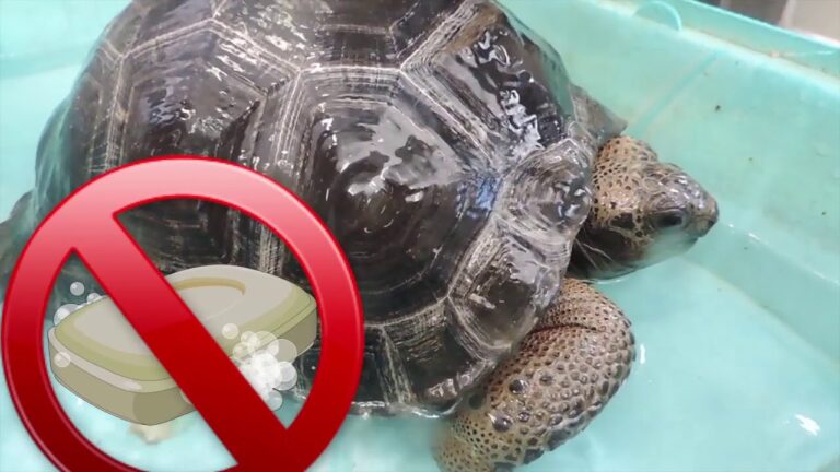 Consejos Esenciales para el Ba&ntilde;o de tu Reptil