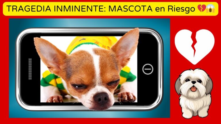 Mejora de la Salud Emocional de Mascotas con Juegos Mentales