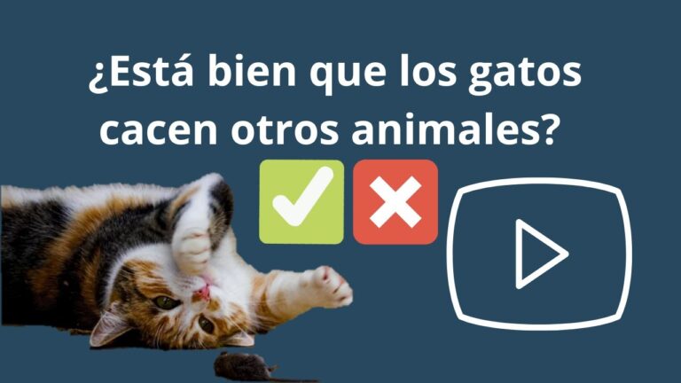 Entendiendo el Comportamiento de los Reptiles como Mascotas