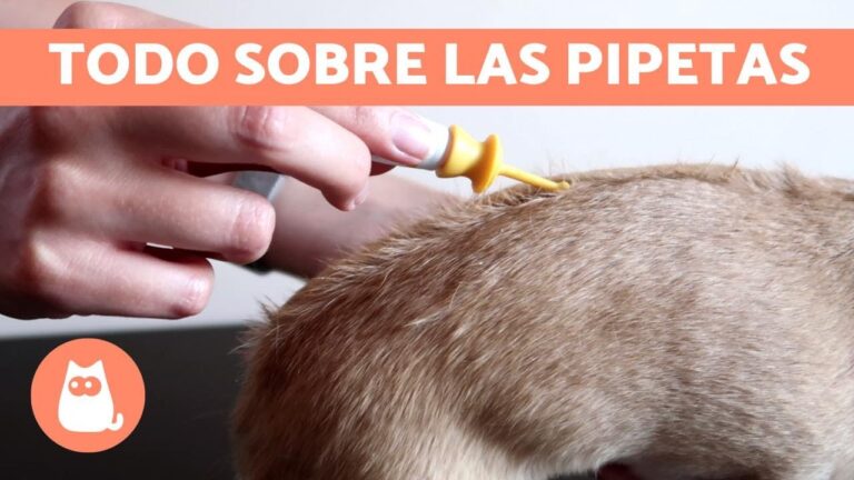 Efectividad de los Tratamientos Antipulgas en el Cuidado de Mascotas