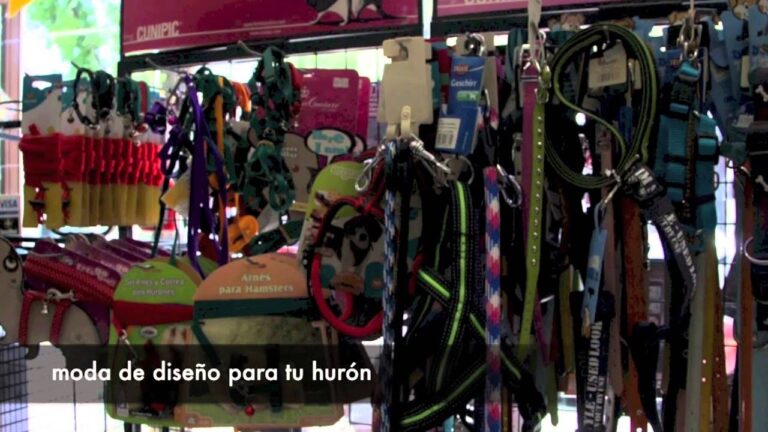 Veterinaria: Clave en el Adiestramiento de H&aacute;msters