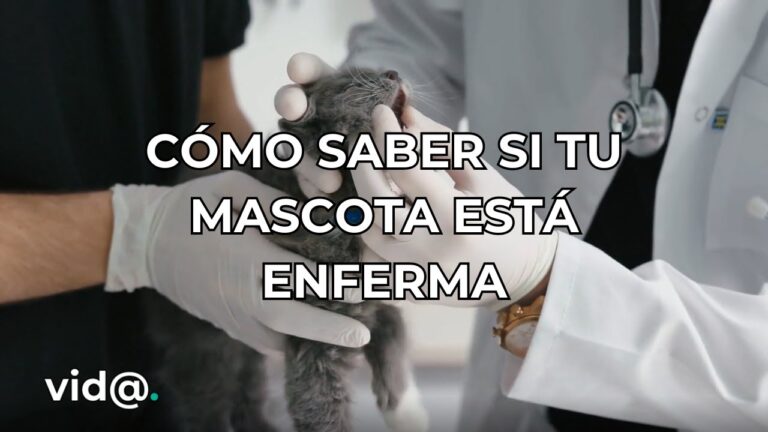 Desparasitaci&oacute;n Externa: Fundamental para la Salud de tu Mascota