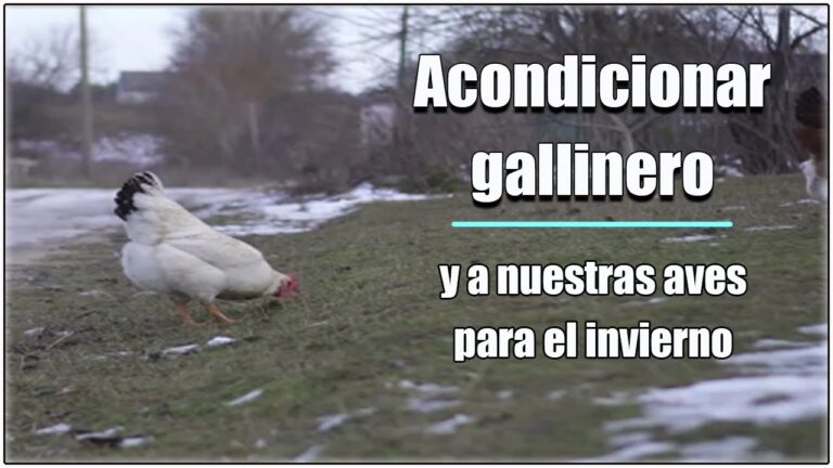 Aves Felices en un Entorno Confortable