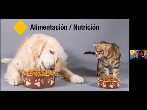 Mejora la Salud de tus Mascotas con Productos de Calidad