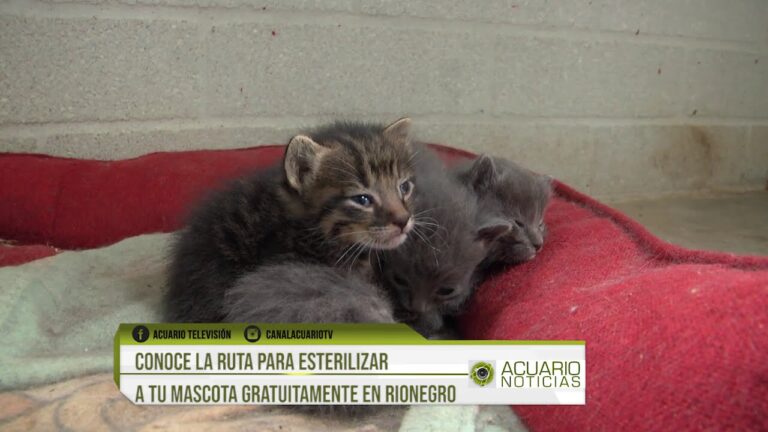 Esterilización Responsable para Animales Adoptados