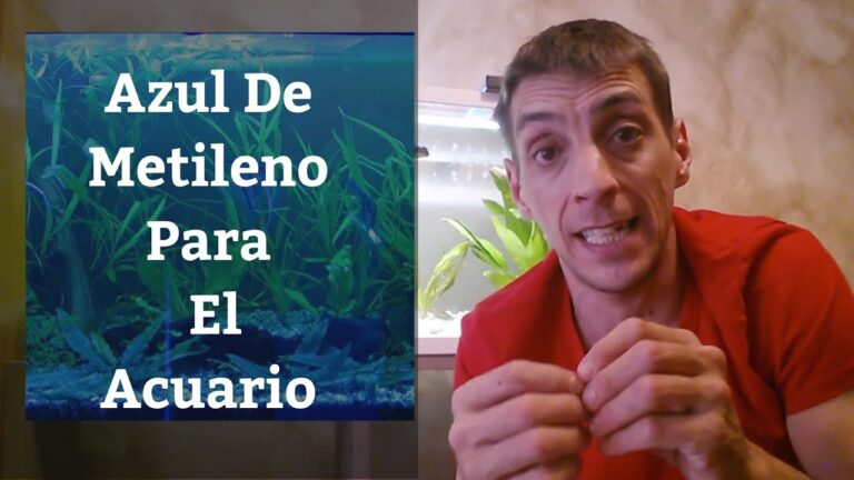 Desparasitaci&oacute;n: Fundamental para la Salud de los Peces