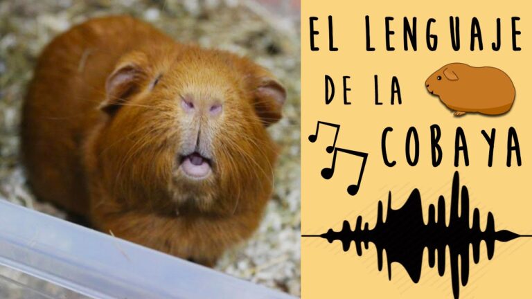 La Importancia de la Vocalizaci&oacute;n en los Conejos