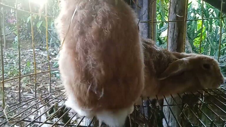 Alimentaci&oacute;n Ideal para Fortalecer el Sistema Inmunol&oacute;gico de Conejos