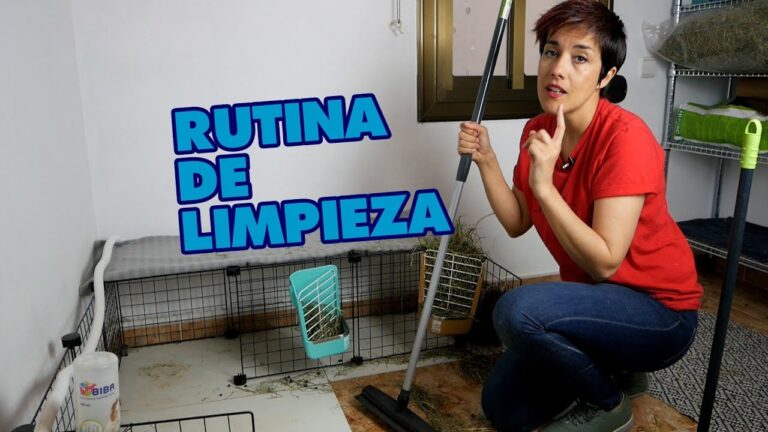 Gu&iacute;a Esencial para una Rutina Diaria de Cuidado de Conejos