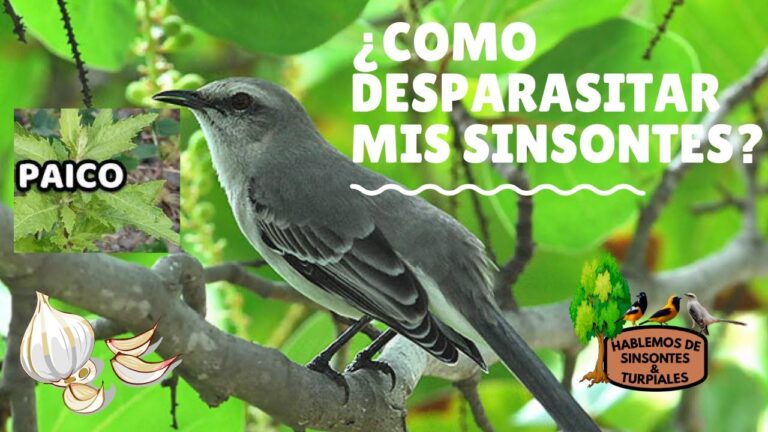 Estrategias Efectivas de Desparasitaci&oacute;n en Animales Salvajes