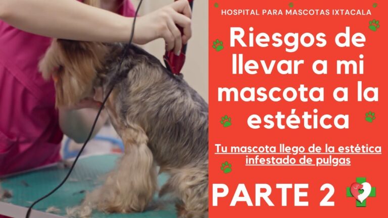 Prevención de Riesgos en el Cuidado de Conejos como Mascotas