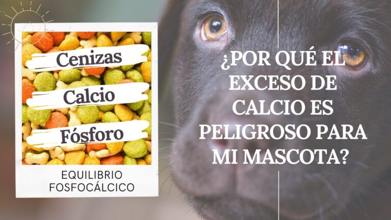 Optimización del Equilibrio de Calcio y Fósforo en la Alimentación Animal