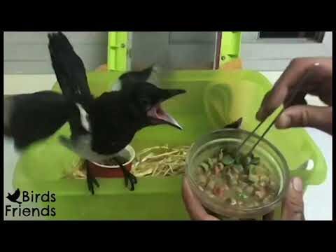 Cuidado Preventivo Esencial para Aves Tropicales
