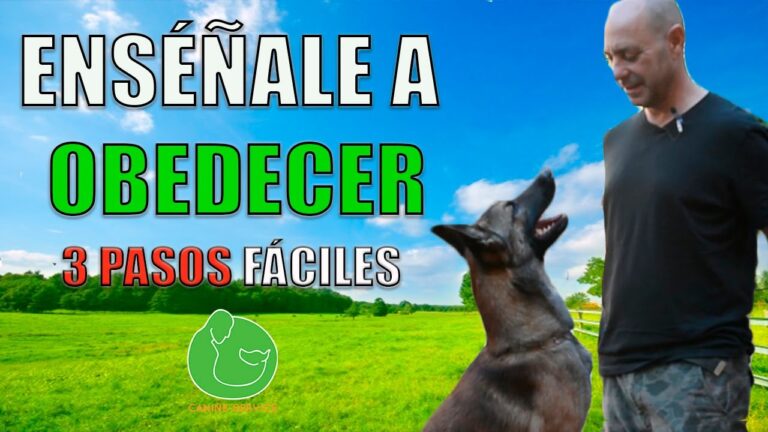 Optimizaci&oacute;n del Aprendizaje y Obediencia en el Adiestramiento de Mascotas