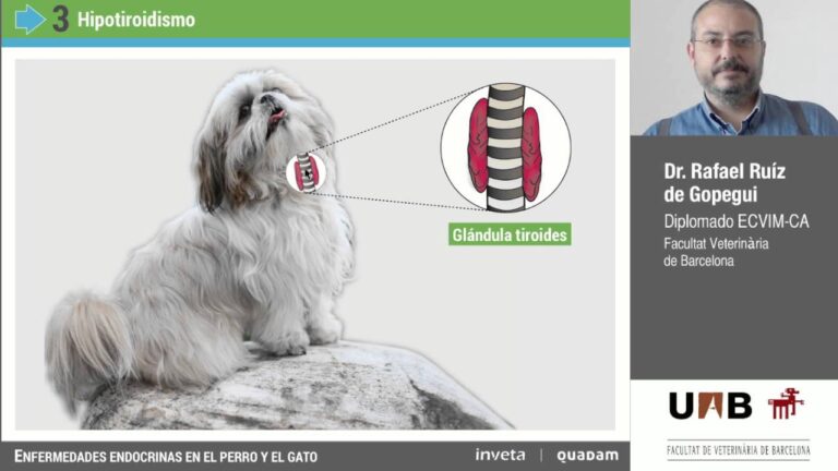 Diagn&oacute;stico y Tratamiento Endocrino en Veterinaria: Enfoques Efectivos