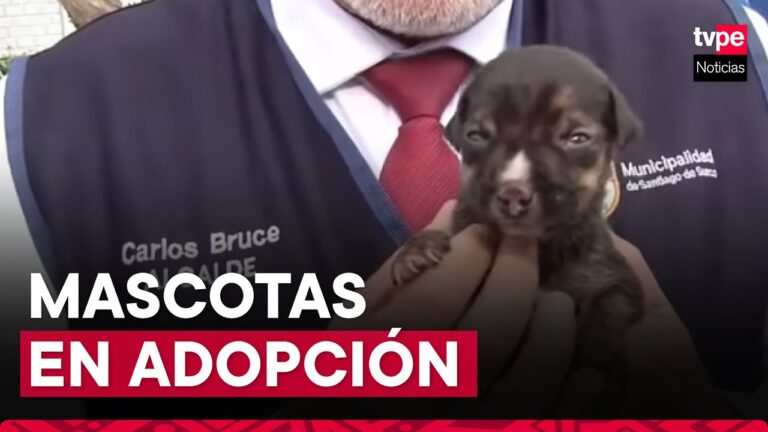 Gu&iacute;a Pr&aacute;ctica para Adoptar Mascotas Rescatadas