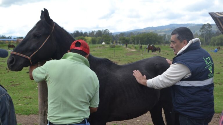 Optimizaci&oacute;n del Protocolo de Vacunaci&oacute;n para Equinos