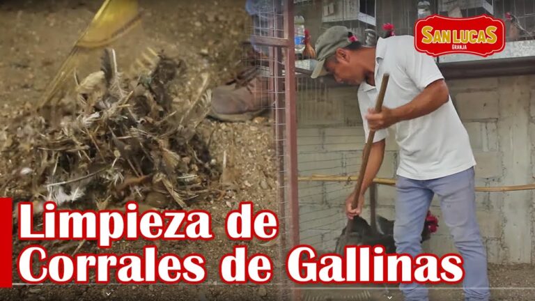 Consejos para Mantener Limpias a las Aves