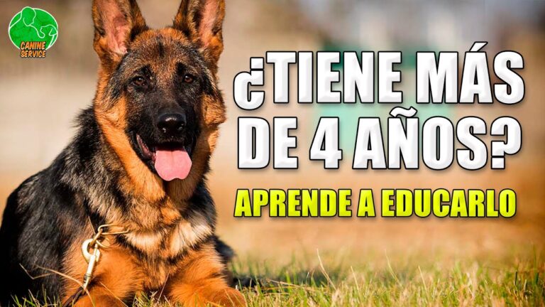 El papel del l&iacute;der en la manada y su impacto en el comportamiento de las mascotas