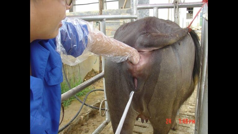 Innovaciones en Reproducci&oacute;n Asistida en Ganader&iacute;a