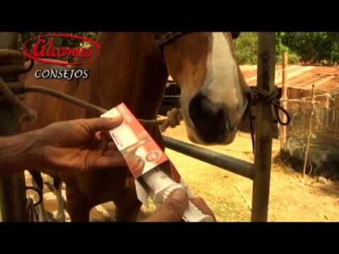 Desparasitantes Efectivos para Equinos: Gu&iacute;a de Recomendaciones