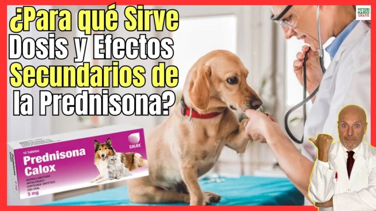 Alternativas Efectivas para el Tratamiento de Afecciones Cut&aacute;neas en Mascotas