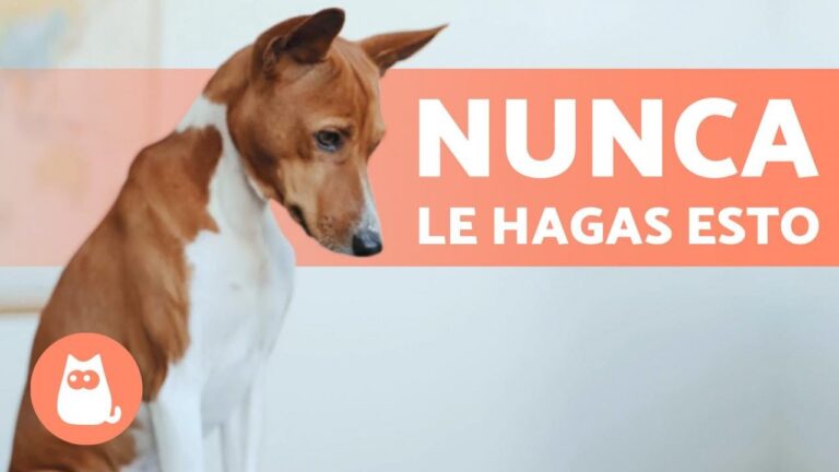 Curiosidades sobre la protecci&oacute;n legal de los animales