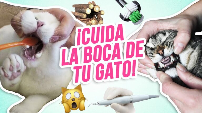 Cepillos Especializados para la Limpieza Dental de Mascotas